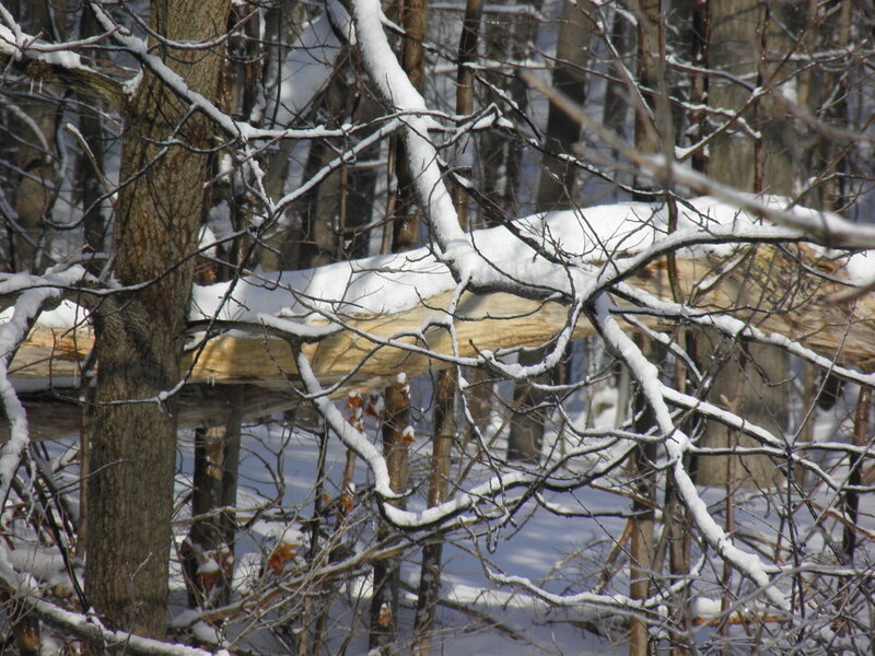 Fallen Tree in Forest — White