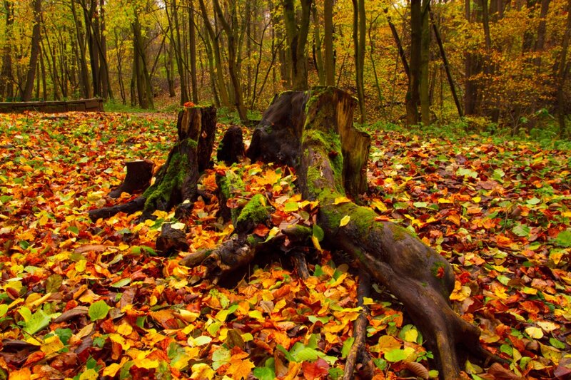 Fallen Tree in Forest — Yellow, Serene, Autumn, Photograph