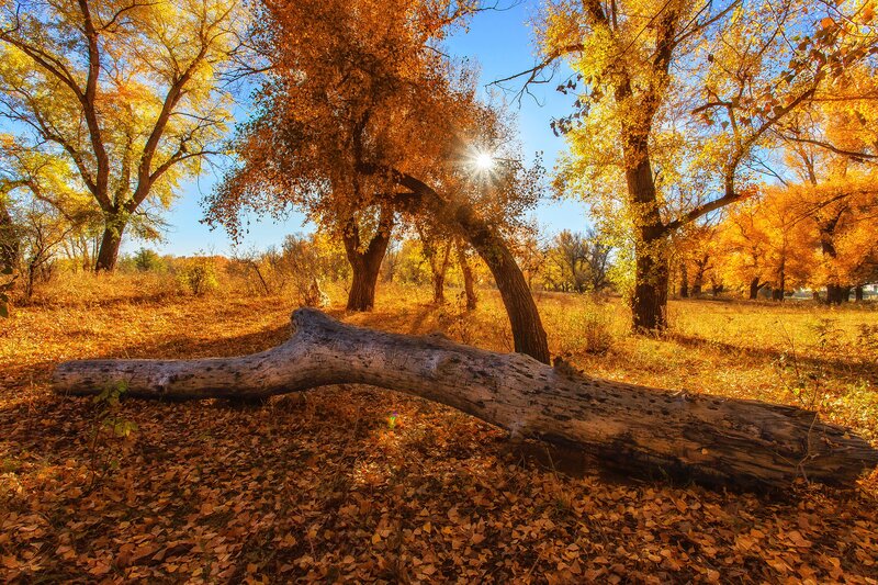 Fallen Tree in Forest — Yellow, Serene, Autumn, Photograph, Trees