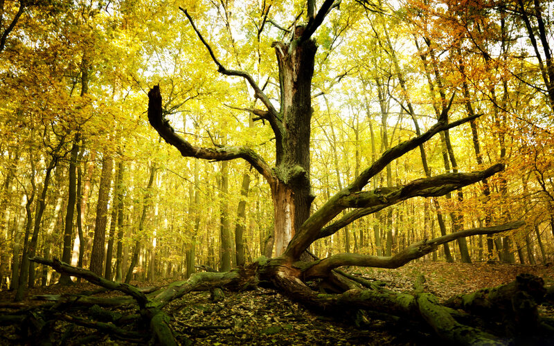 Fallen Tree in Forest — Yellow, Serene, Autumn