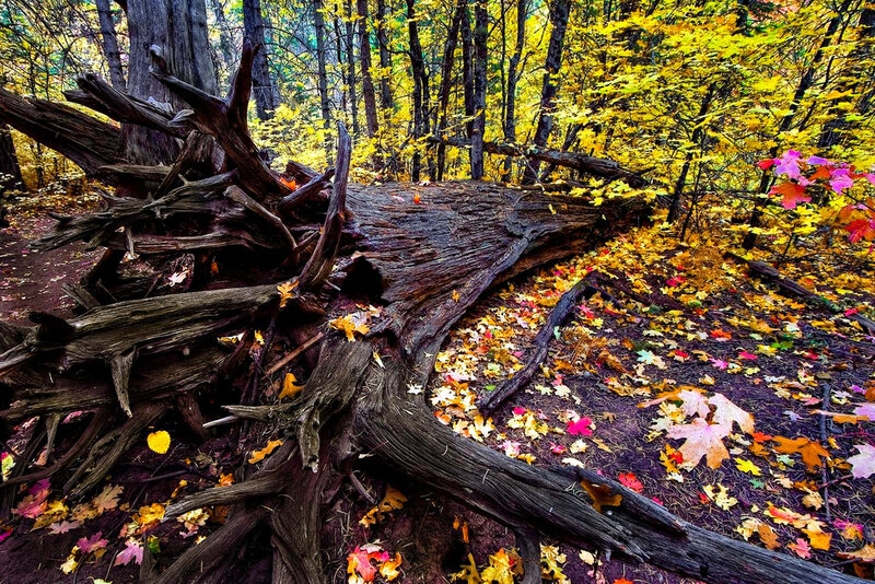 Fallen Tree in Forest — Yellow