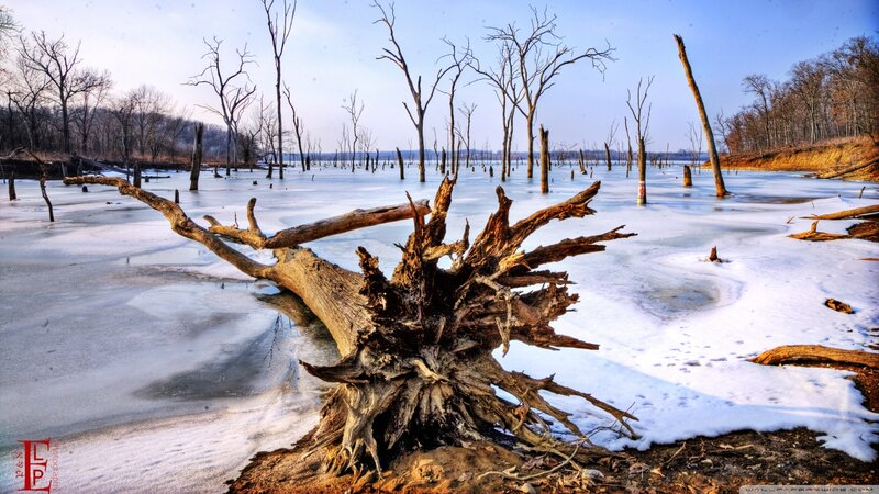 Fallen Tree in Frozen Lake
