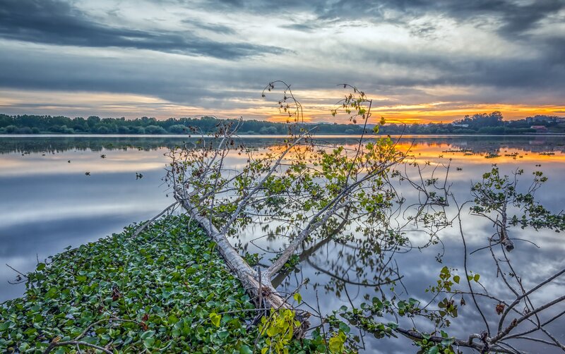 Fallen Tree in Lake — Blue, Serene