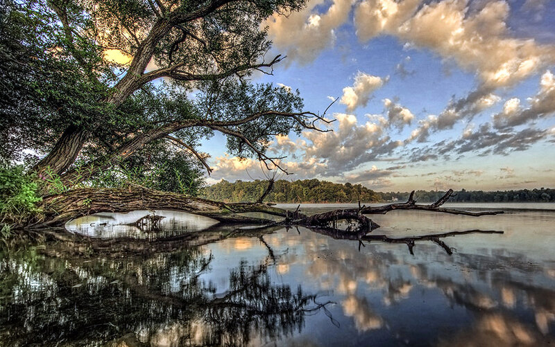 Fallen Tree in Lake — Blue