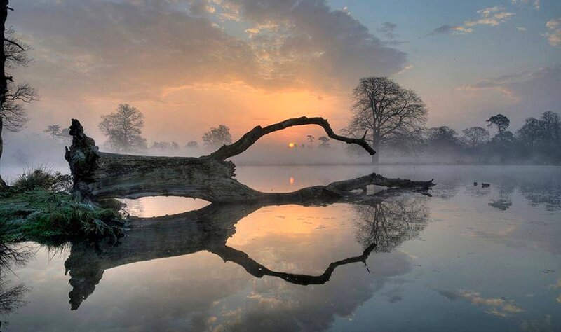 Fallen Tree in Lake — Orange