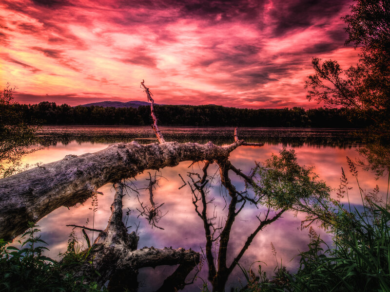 Fallen Tree in Lake — Red