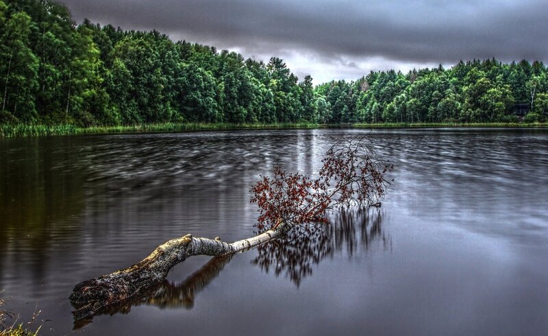 Fallen Tree in Lake