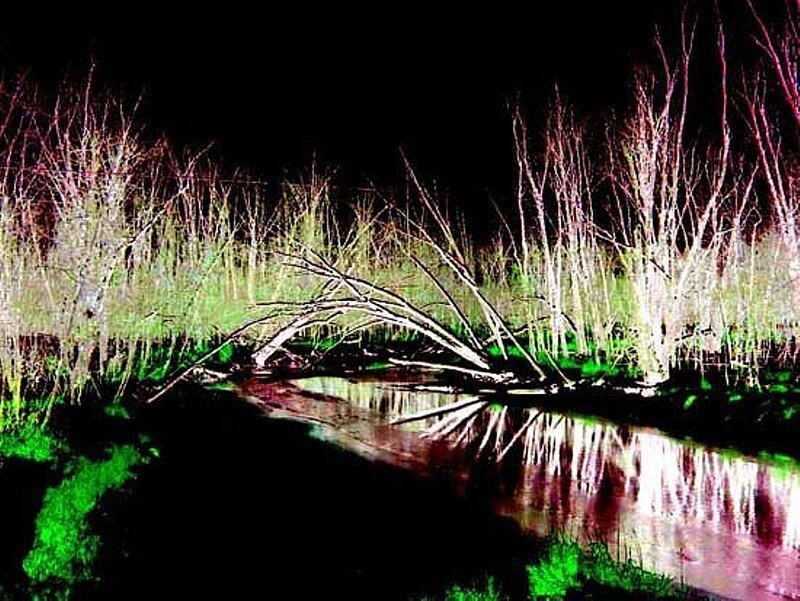 Fallen Tree in Marsh — Black