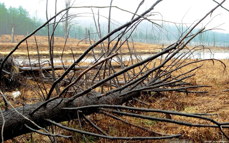 Fallen Tree in Marsh — Brown
