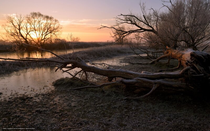 Fallen Tree in Marsh — Orange, Serene