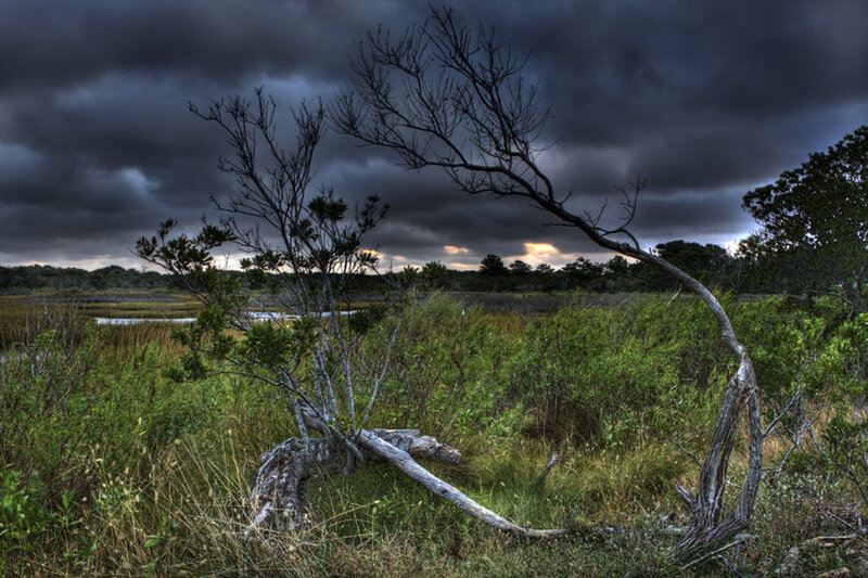 Fallen Tree in Marsh