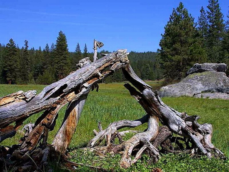 Fallen Tree in Meadow