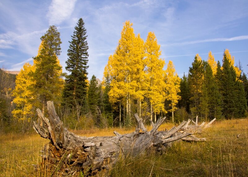 Fallen Tree in Meadow — Yellow