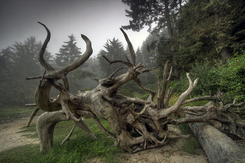 Fallen tree in misty forest