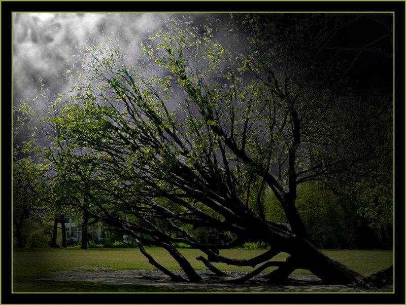 Fallen Tree in Park — Green