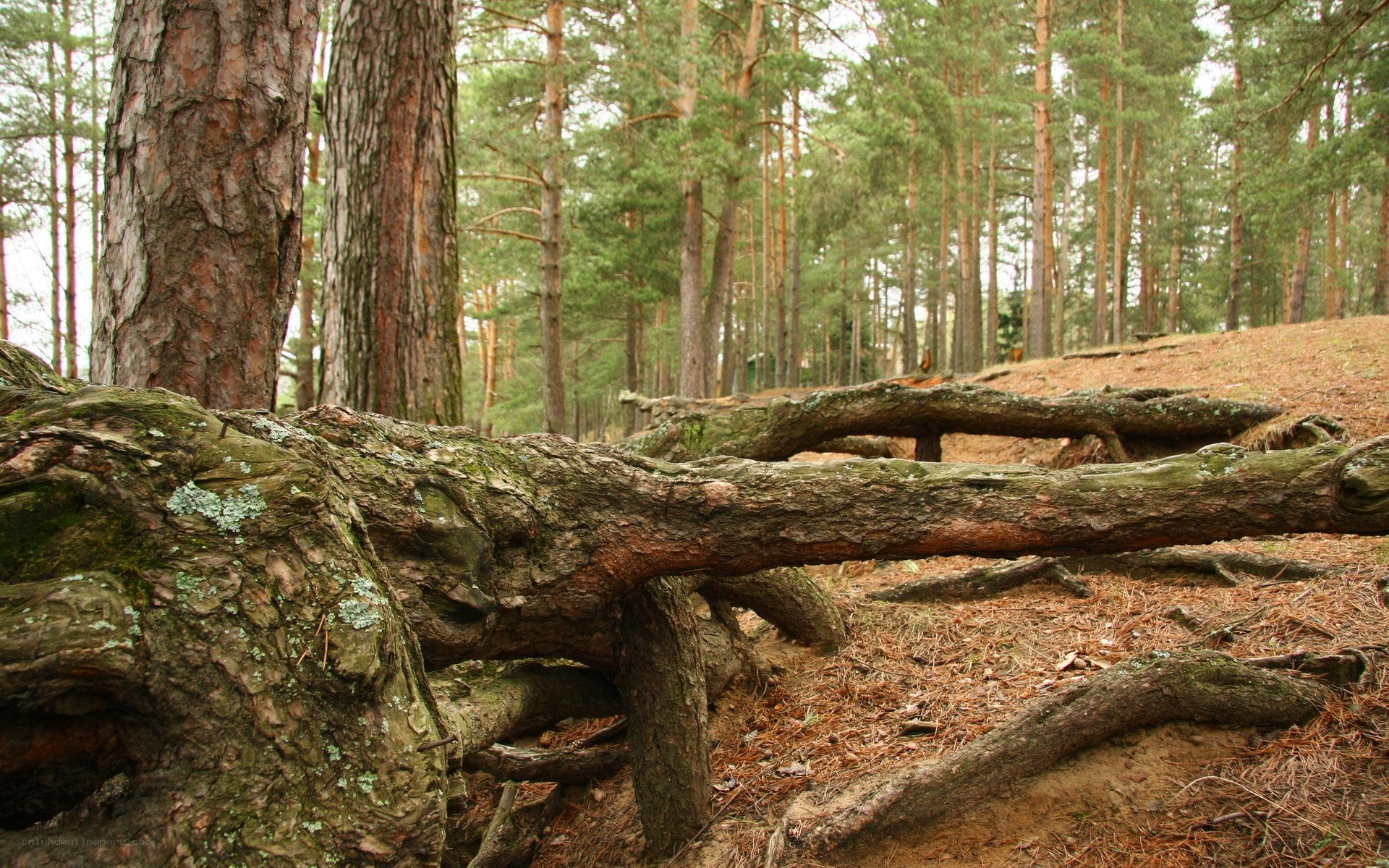 Fallen tree in pine forest