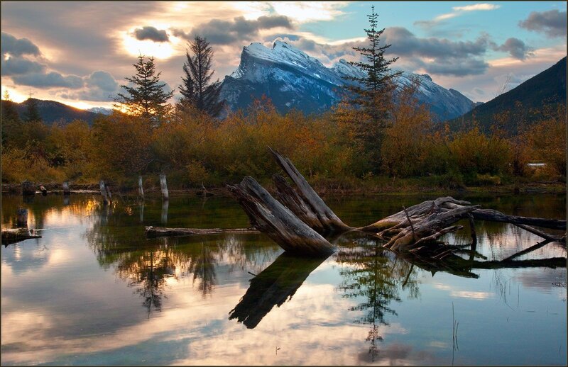 Fallen Tree in Pond