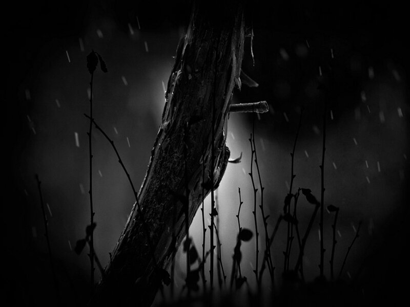 Fallen Tree in Rain