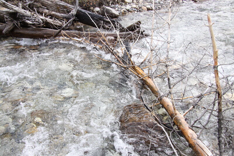 Fallen Tree in River — Brown
