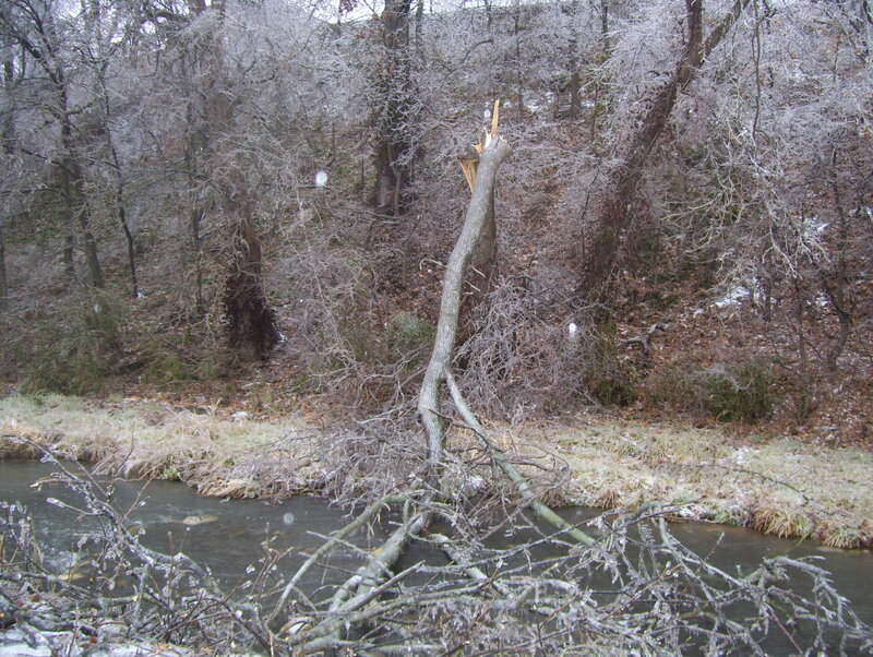 Fallen Tree in River — Gray