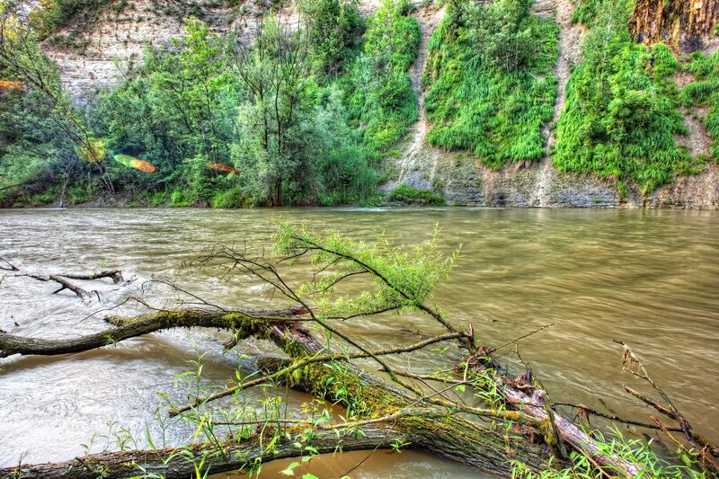 Fallen Tree in River — Green, Natural