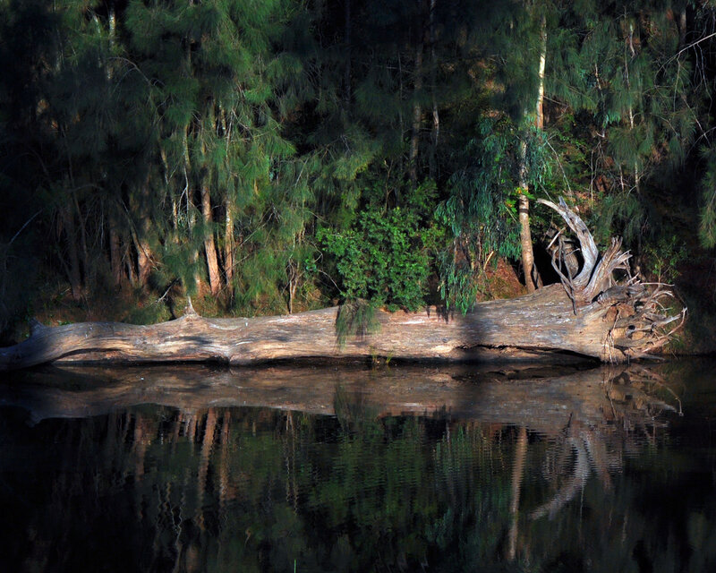 Fallen Tree in River