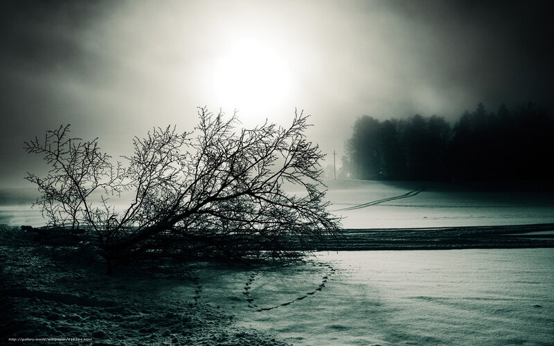 Fallen Tree in Snow — Black