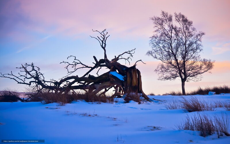 Fallen Tree in Snow — Blue