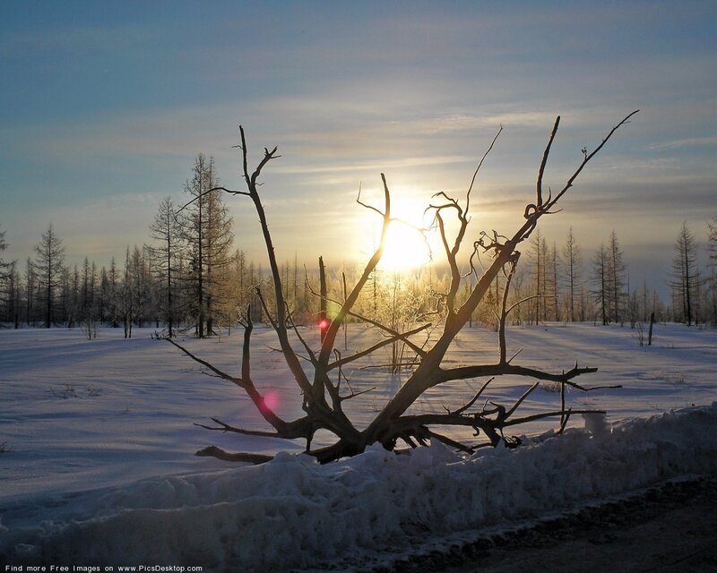 Fallen Tree in Snow