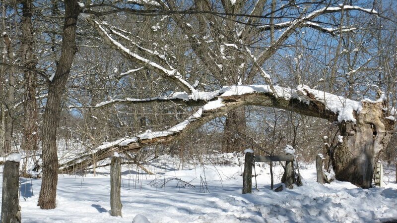 Fallen Tree in Snow — White, Quiet