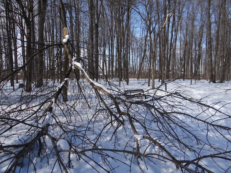 Fallen Tree in Snow — White, Quiet, Winter
