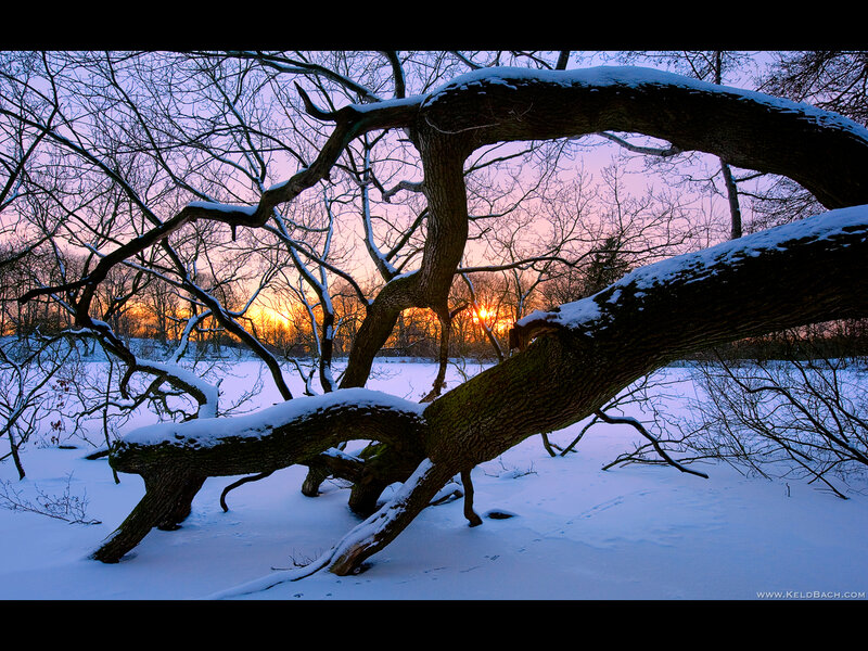 Fallen Tree in Snow — White, Serene