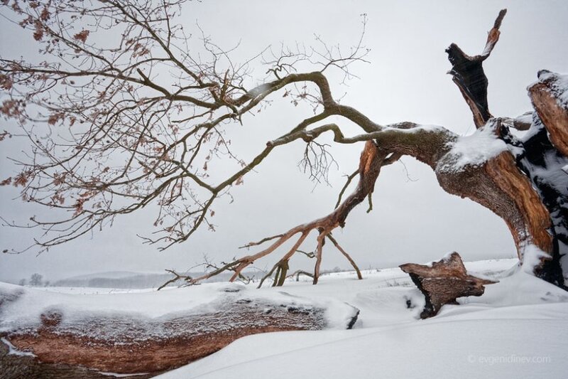 Fallen Tree in Snow — White