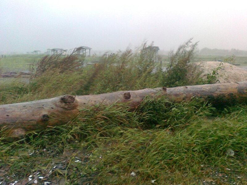 Fallen Tree in Storm