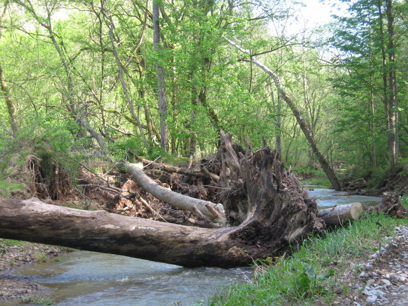 Fallen Tree in Stream