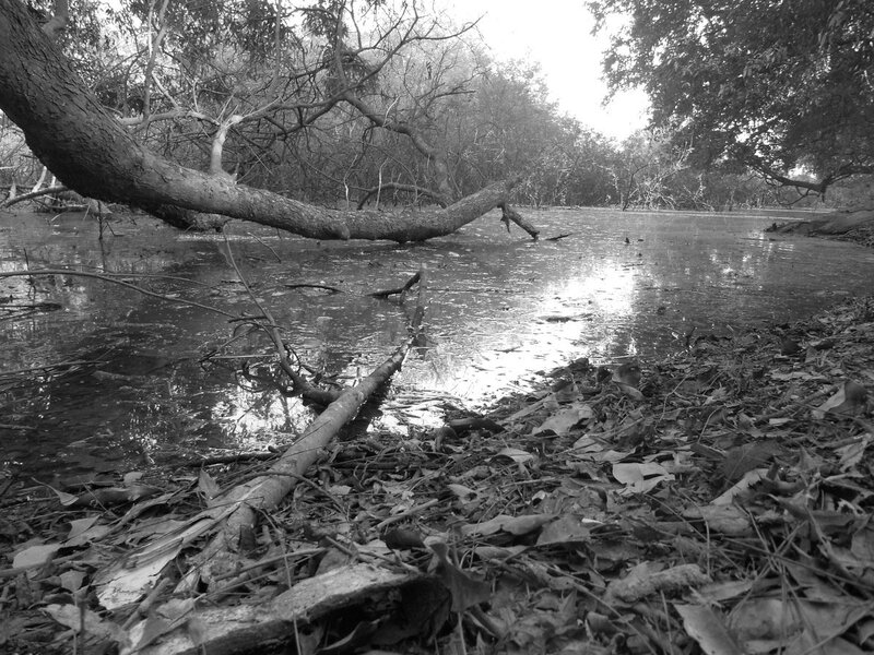 Fallen Tree in Swamp