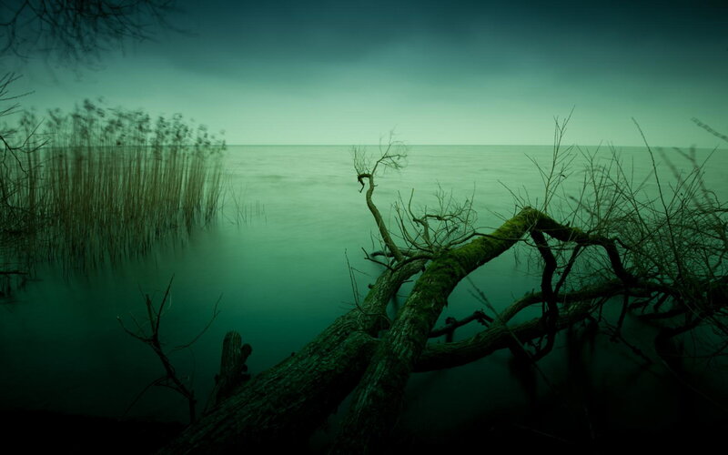 Fallen Tree in Water