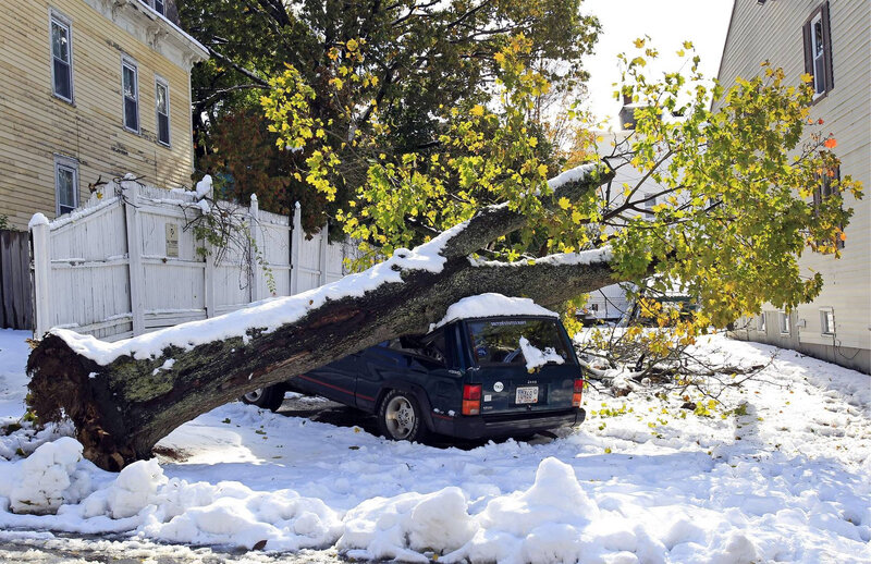 Fallen Tree on Car