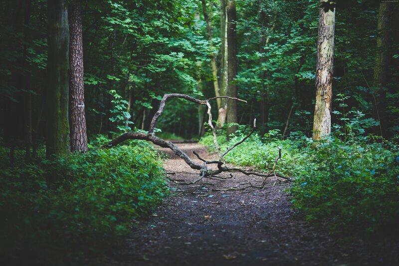 Fallen Tree on Forest Path