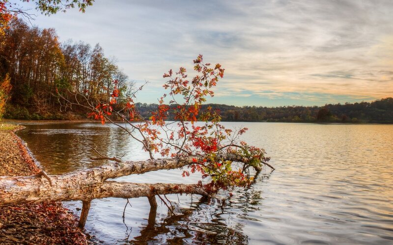 Fallen Tree on Lake Shore