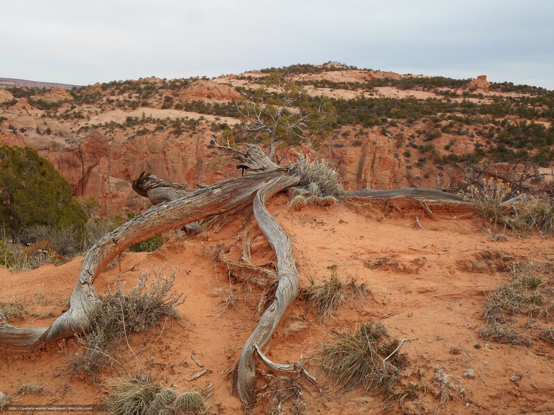Fallen Tree on Red Sand