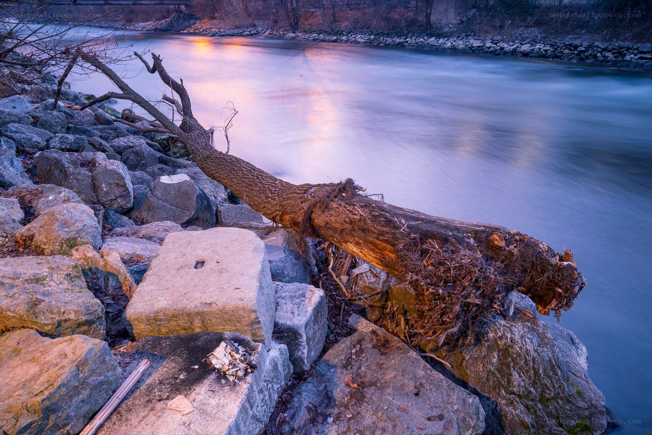 Fallen tree on riverbank at dusk
