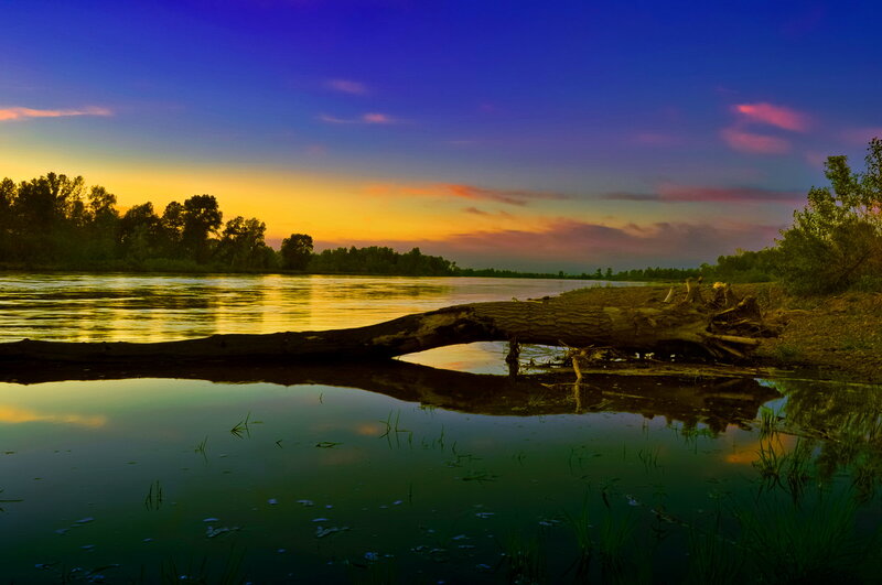 Fallen Tree on Riverbank — Blue