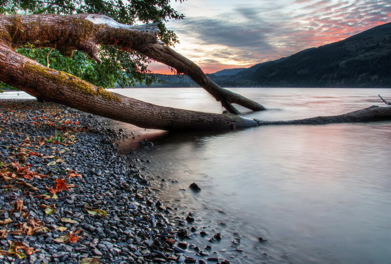 Fallen Tree on Riverbank — Gray