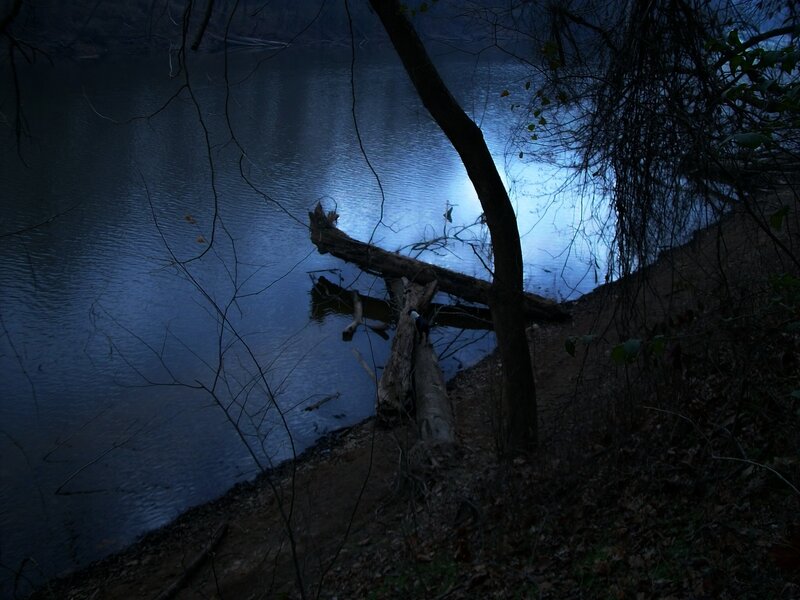 Fallen Tree on Riverbank