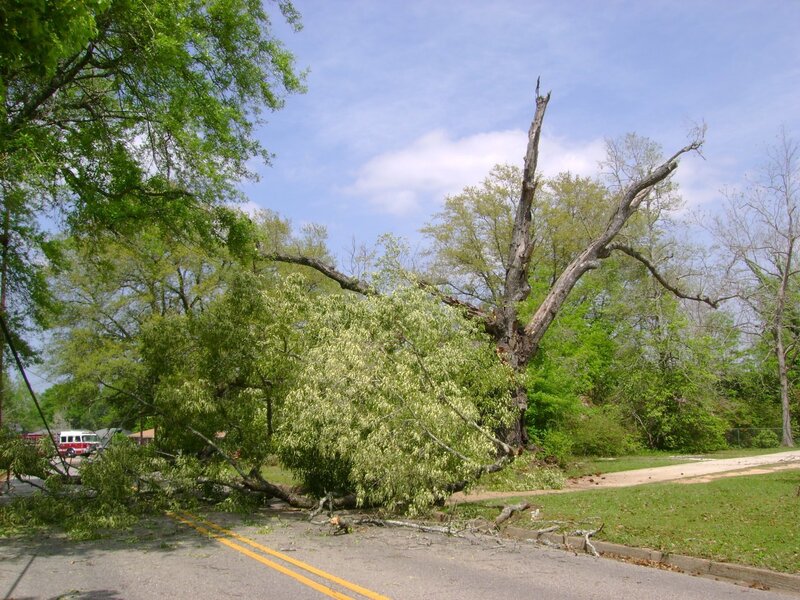 Fallen Tree on Road — Green, Calm