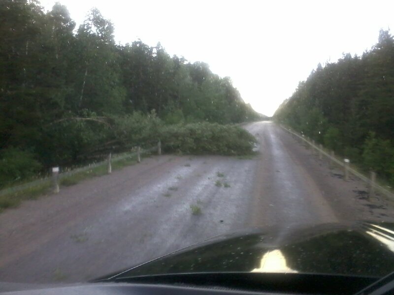 Fallen Tree on Road — Green