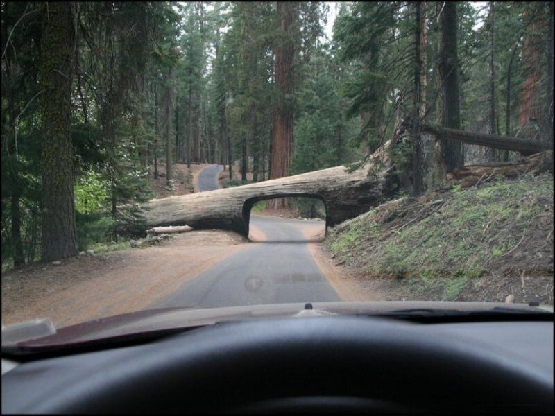 Fallen Tree on Road