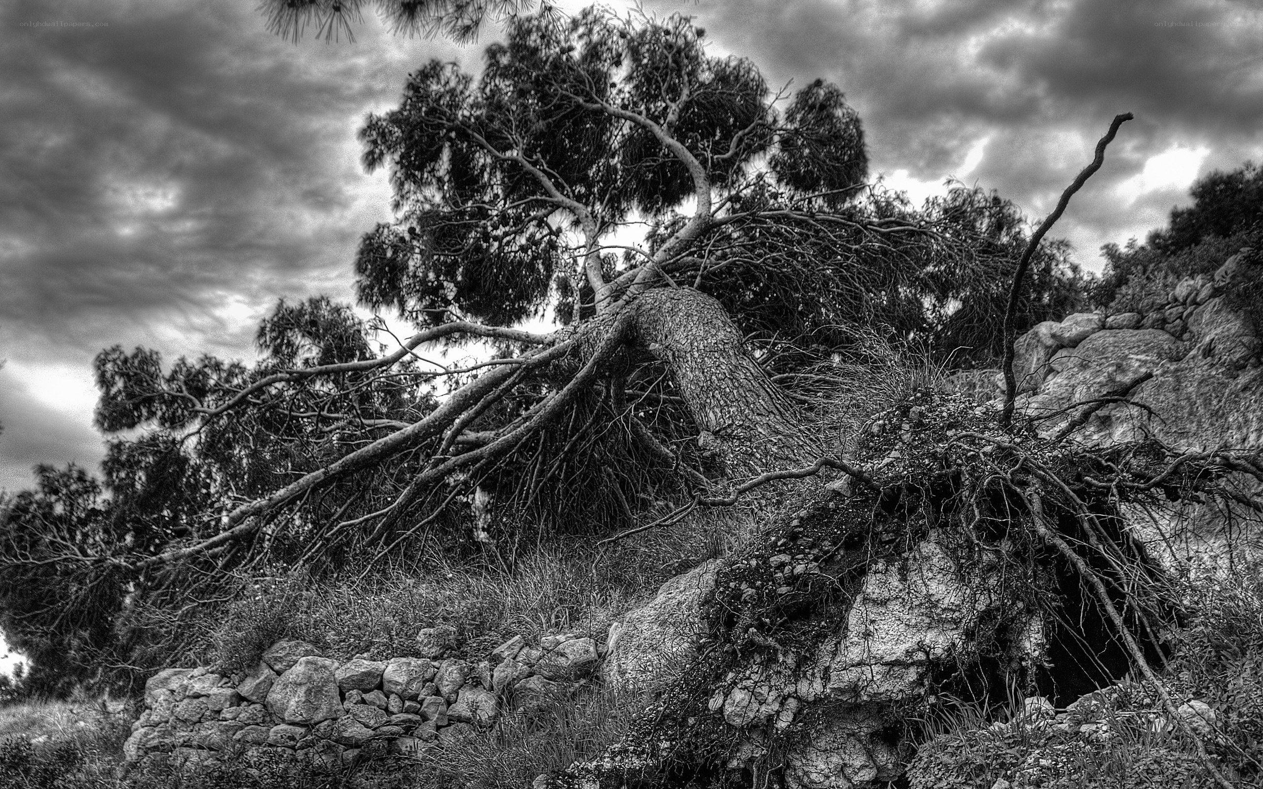 Fallen tree on rocky hillside