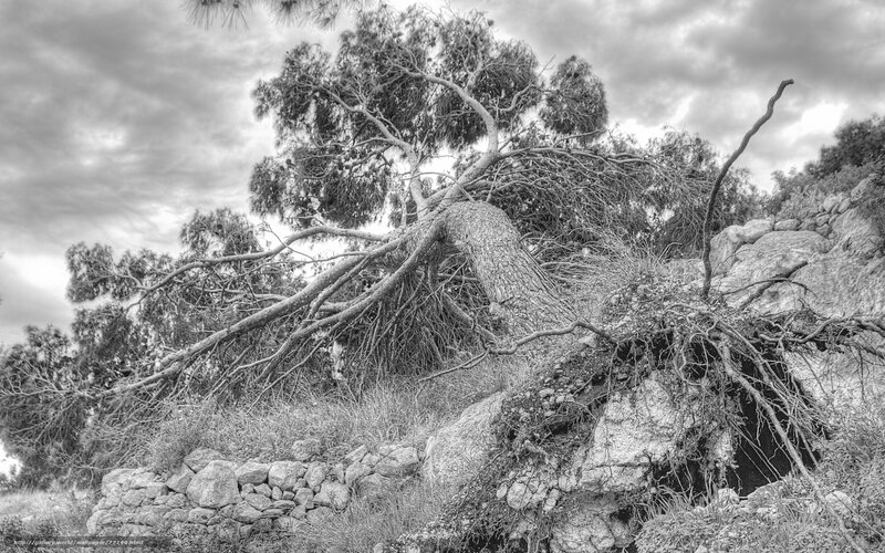 Fallen tree on rocky hillside